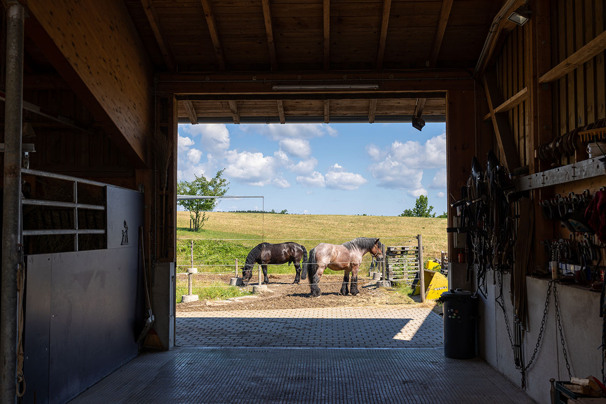 Zwei Kaltblüter der Spatenbrauerei auf dem Paddock des Zengerlehofs